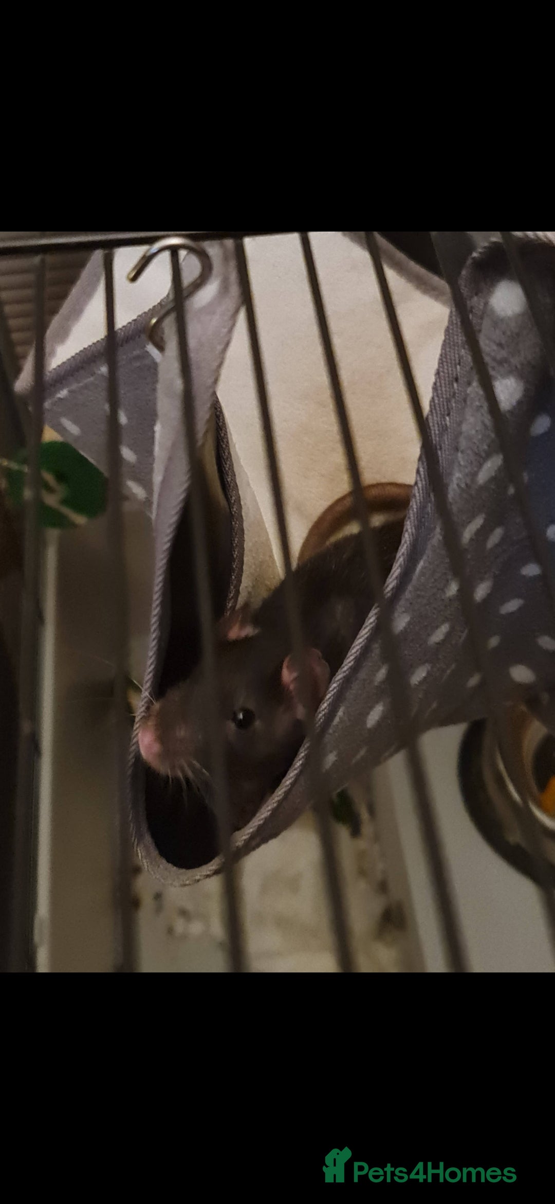 Rat rodents for sale: 2 male rats for rehoming  - Image 9