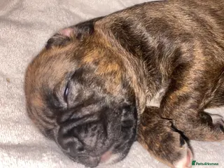 Mixed Breed dogs 🧬Kc reg mum black boxer & mini boxer pups 🤩 8wk - Advert 8