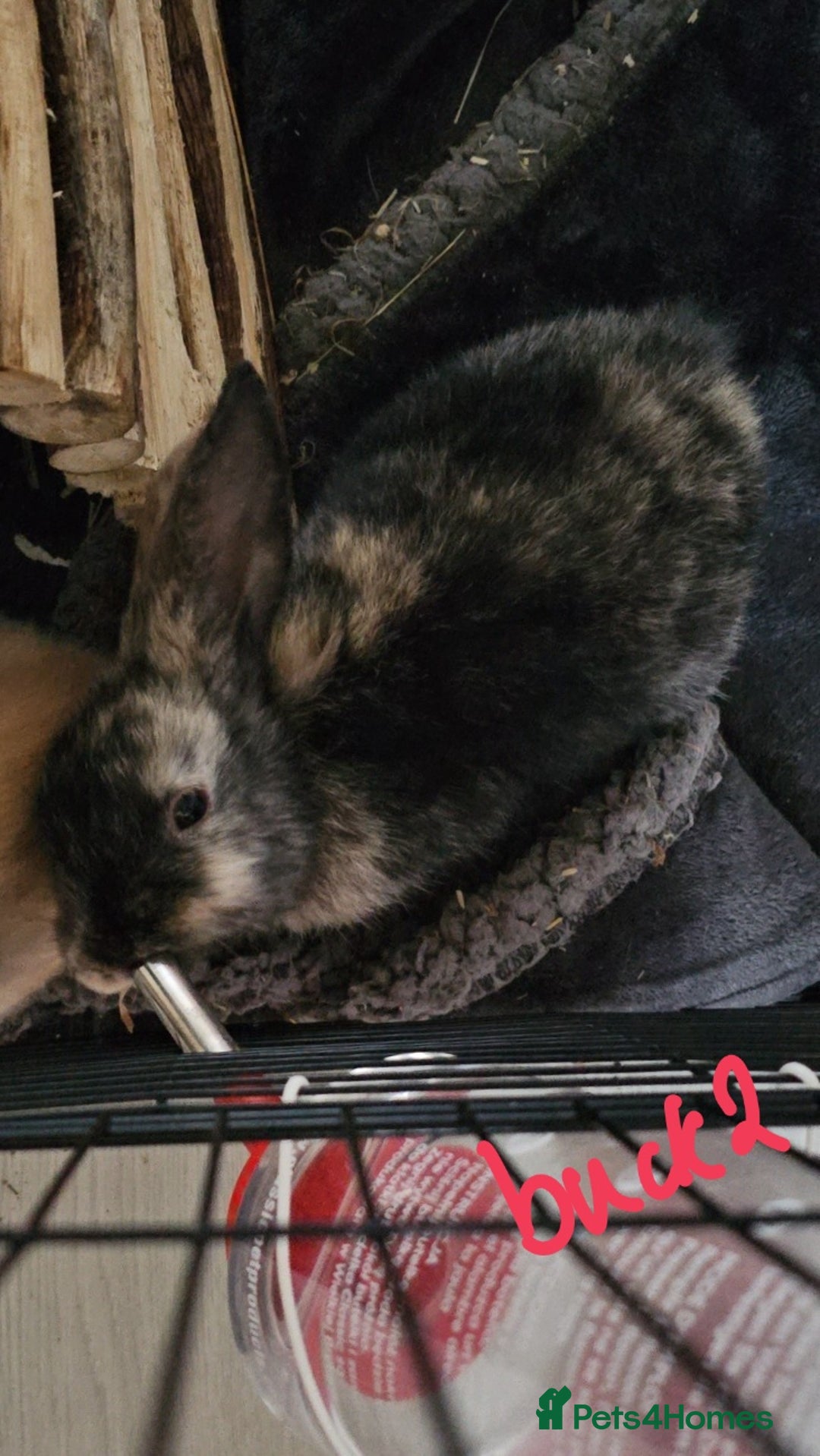 Harlequin rabbits for sale: URGENT 3 bunnies needing rehome 🫶♥️ - Advert 2