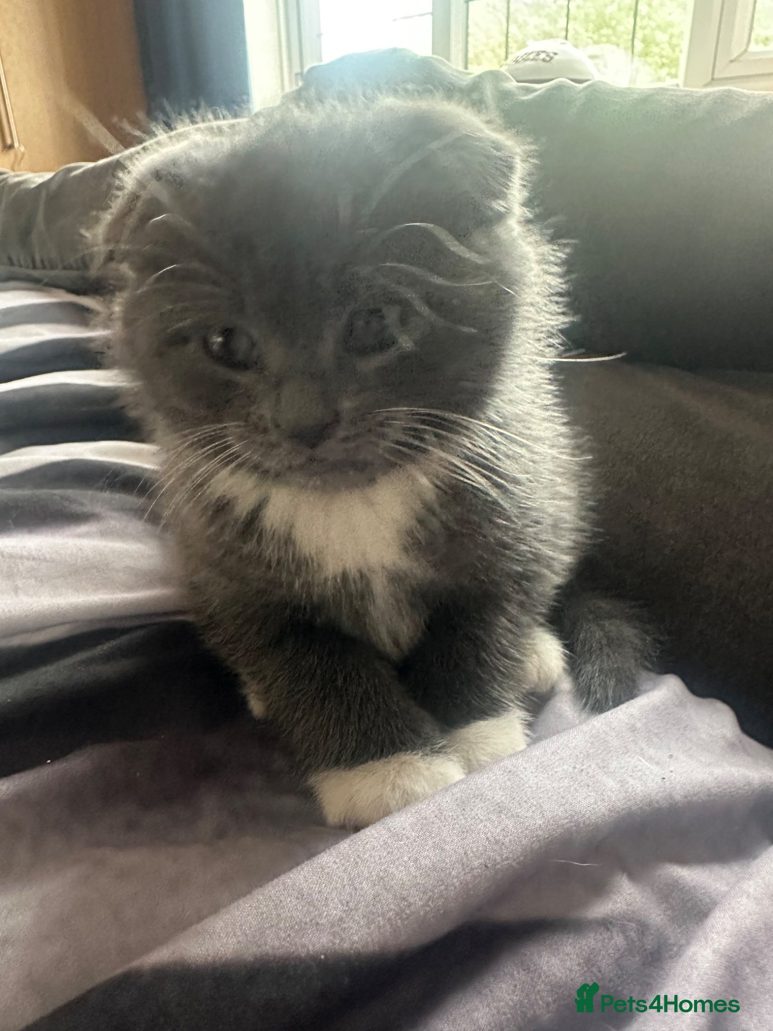 Scottish Fold cats Last little girl looking for her forever home - Advert 12
