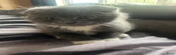 Scottish Fold cats for sale: Last little girl looking for her forever home - Advert 1