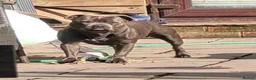 Staffordshire Bull Terrier dogs for sale: Tommy is 1year 7months - Advert 2