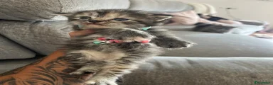 Mixed Breed 3