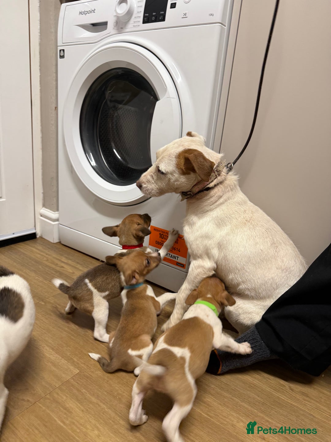 Jack Russell dogs for sale: 4 jack Russell puppies  - Advert 2