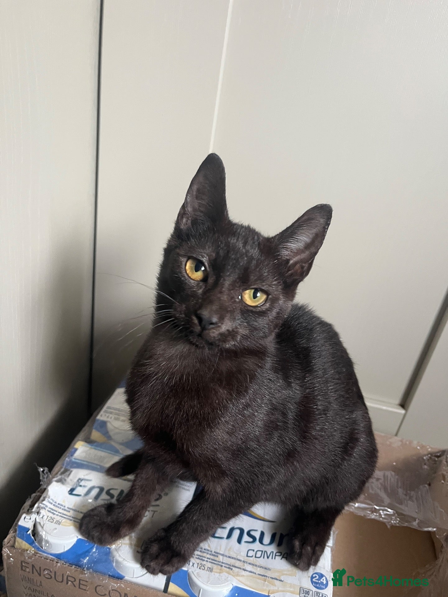 Mixed Breed cats Playful kitten ready for her forever home - Advert 1