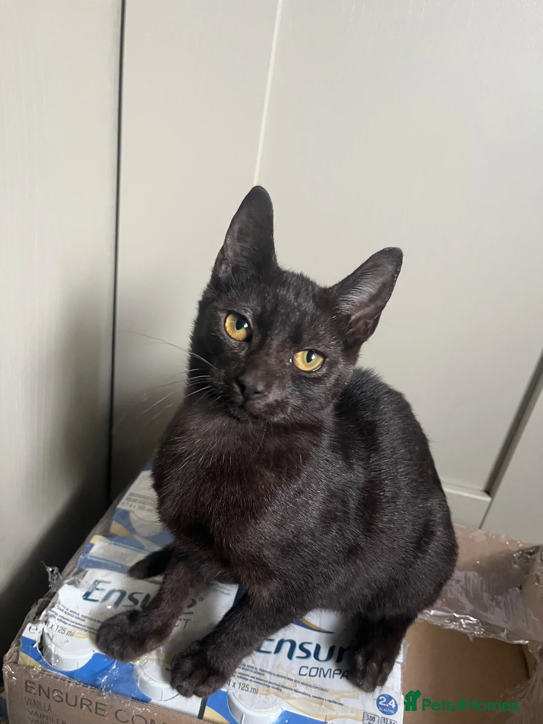 Mixed Breed cats for sale: Playful kitten ready for her forever home - Advert 1