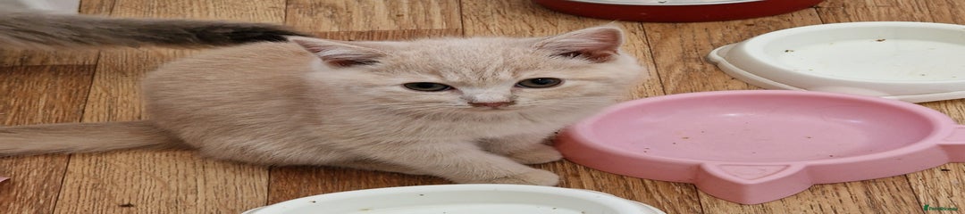 British Shorthair Kitten 4
