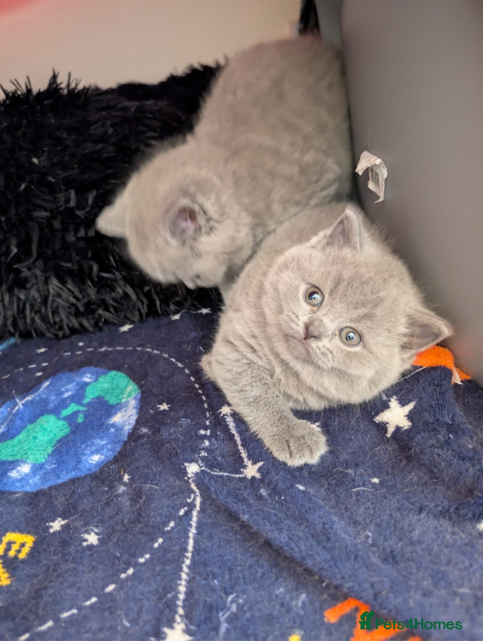 British Shorthair cats     “Beautiful British Shorthair Kittens” - Advert 12