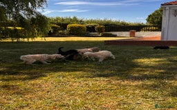 Goldendoodle dogs for sale: F1 Standard Golden Doodles last 1 female - Image 23