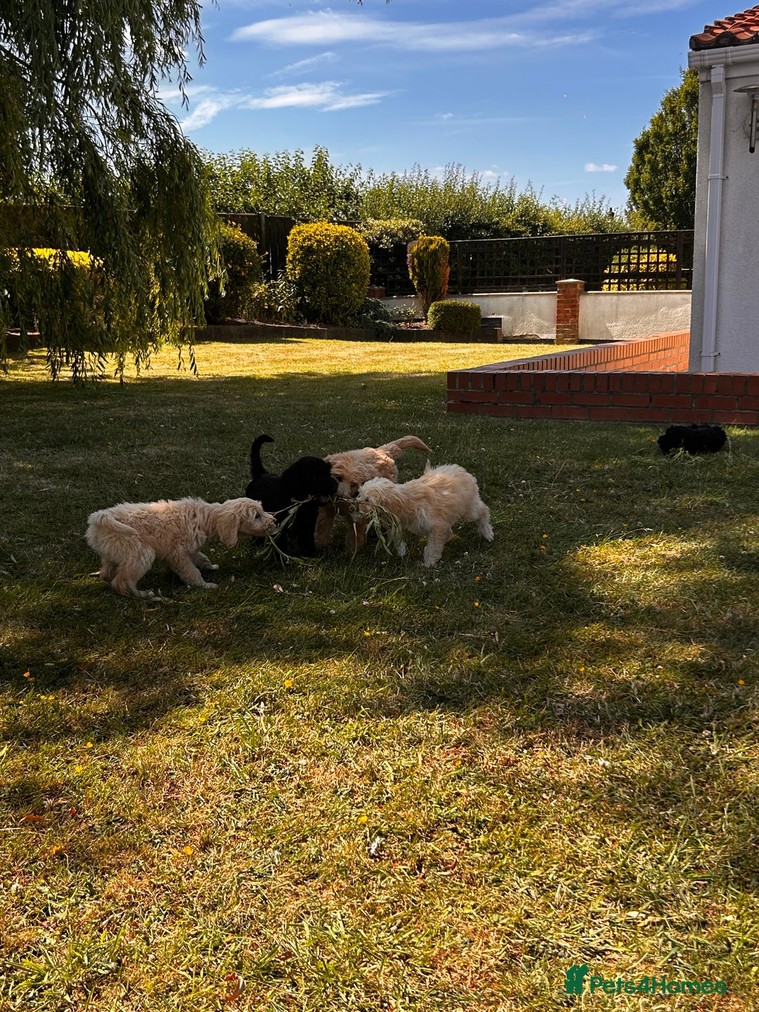 Goldendoodle dogs for sale: F1 Standard Golden Doodles last 1 female - Image 23
