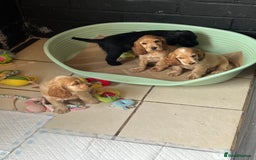 Cocker Spaniel dogs for sale: LAST 3 GIRLS ⭐️⭐️⭐️⭐️⭐️CH BLOODLINES  - Image 18