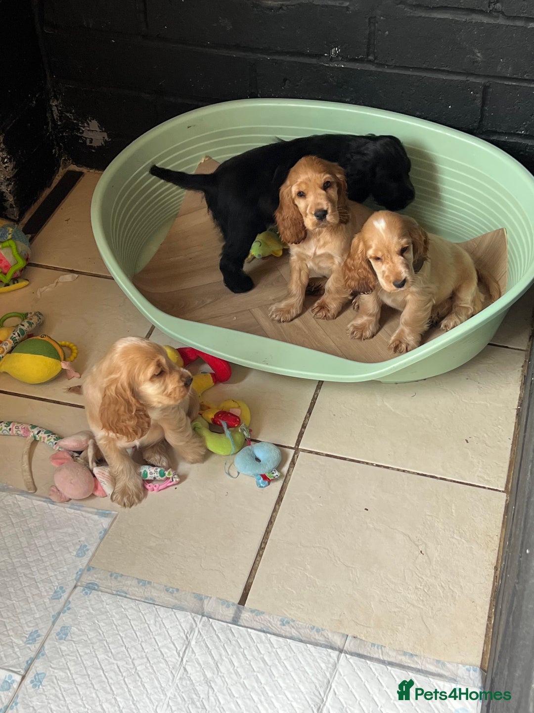 Cocker Spaniel dogs for sale: LAST 3 GIRLS ⭐️⭐️⭐️⭐️⭐️CH BLOODLINES  - Image 18