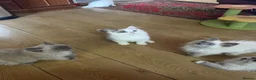 Ragdoll cats for sale: ❤️ Gorgeous ragdoll kittens ready now  ❤️ - Advert 20