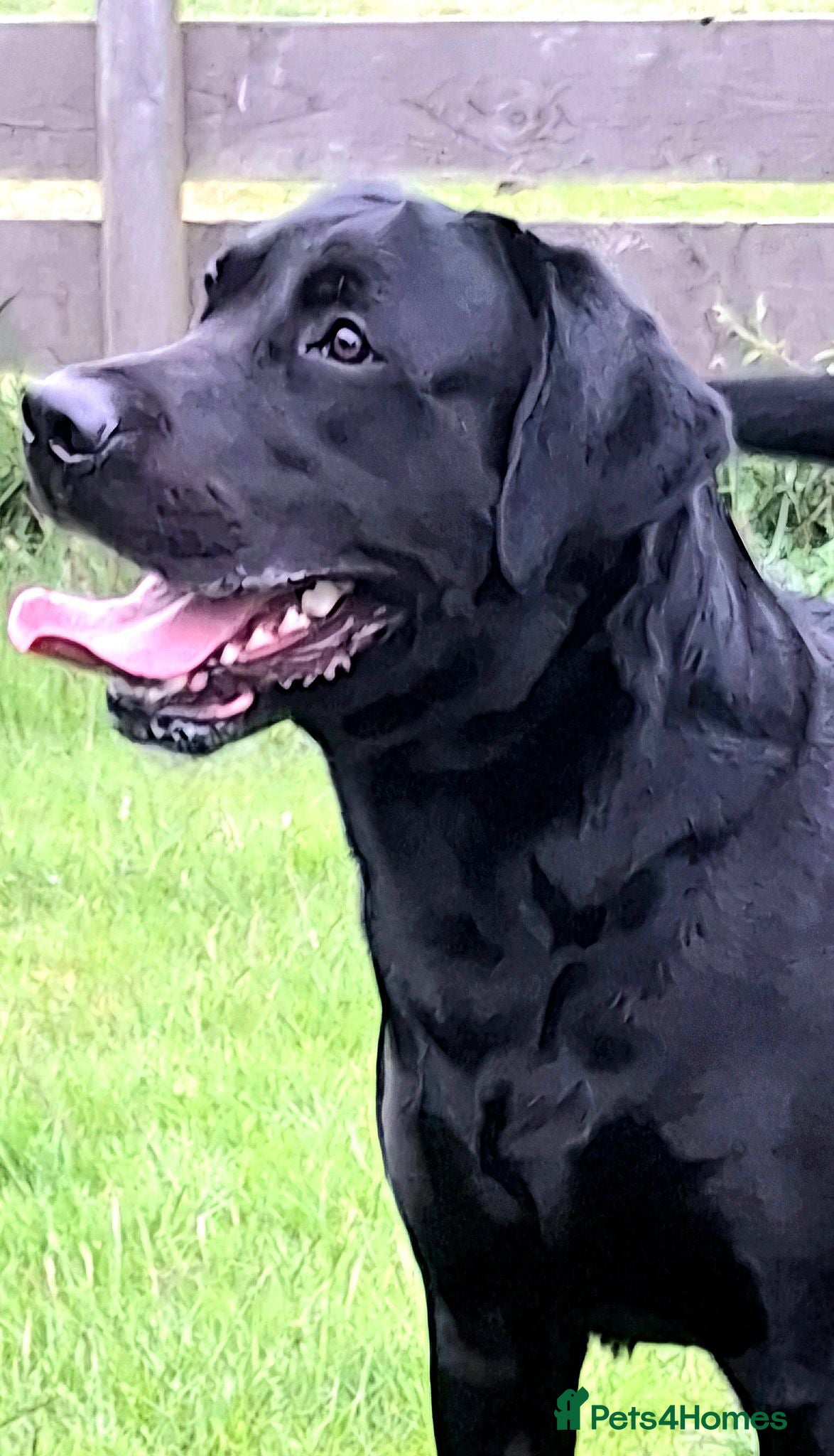 Labrador Retriever dogs ** Fully Health Tested Stud Dog ** - Advert 1