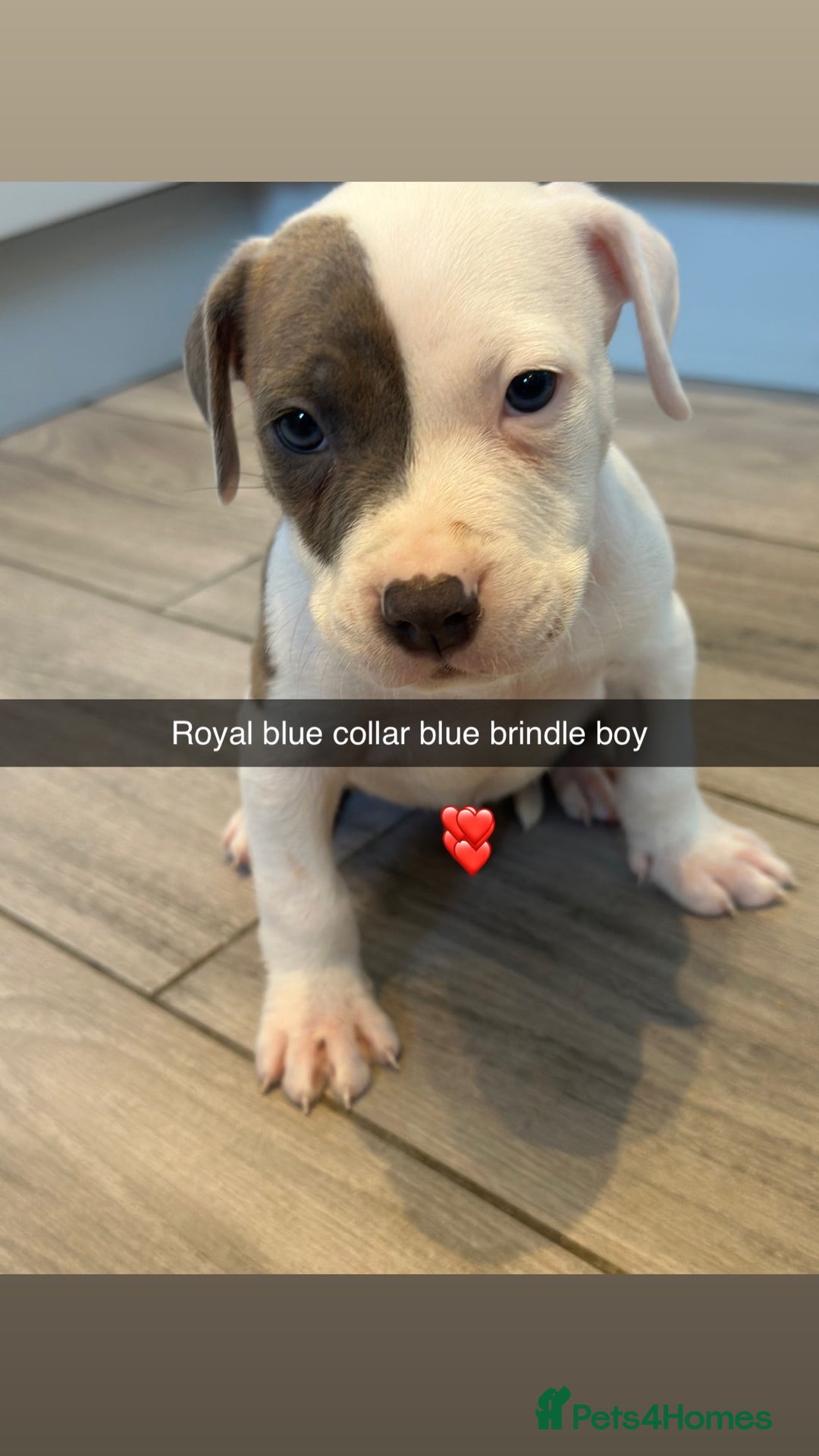 Mixed Breed dogs for sale: Staffy x mastiff mix  - Image 18