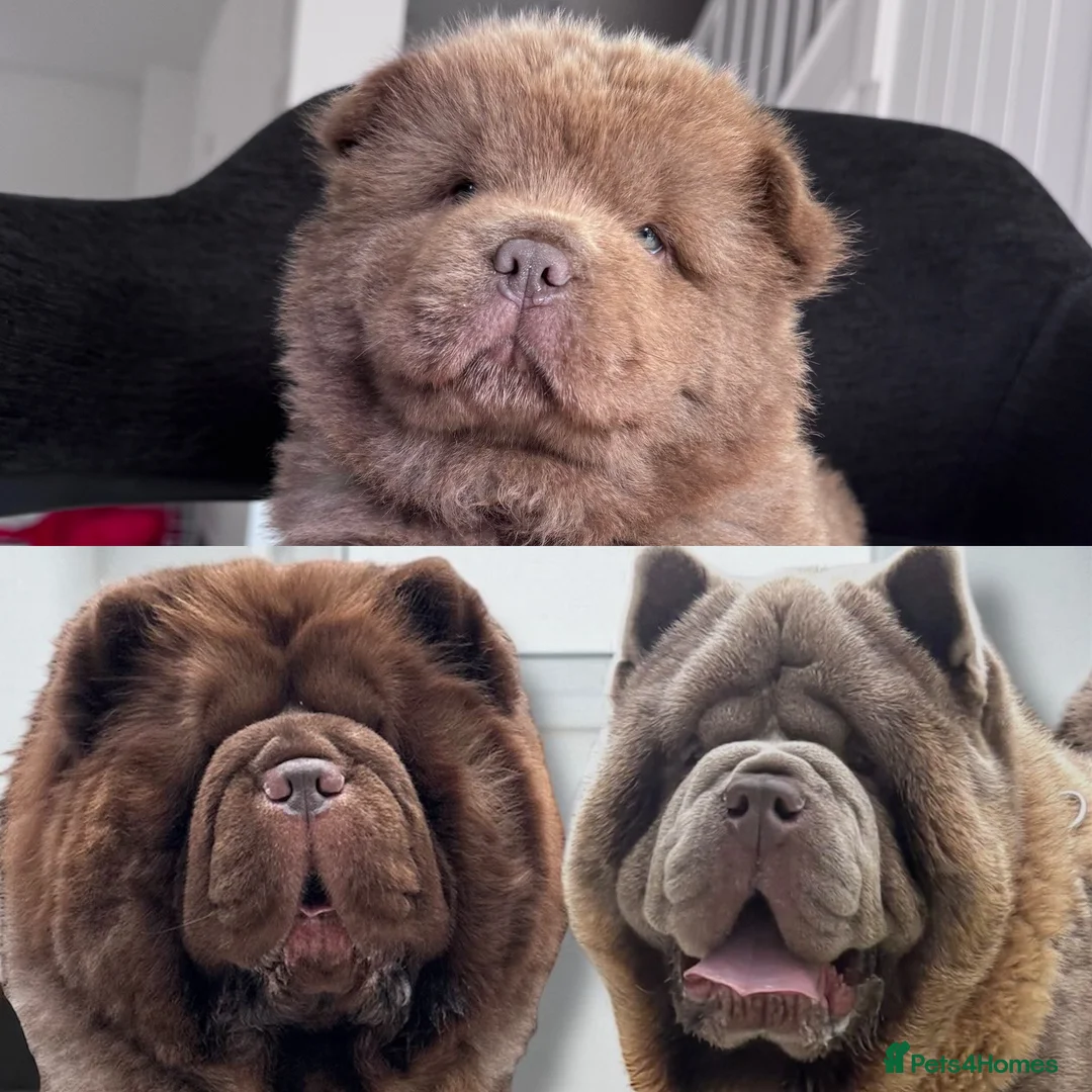 Chow Chow dogs for sale: KC LILAC CHOW CHOW BOY 💙 available  - Advert 1