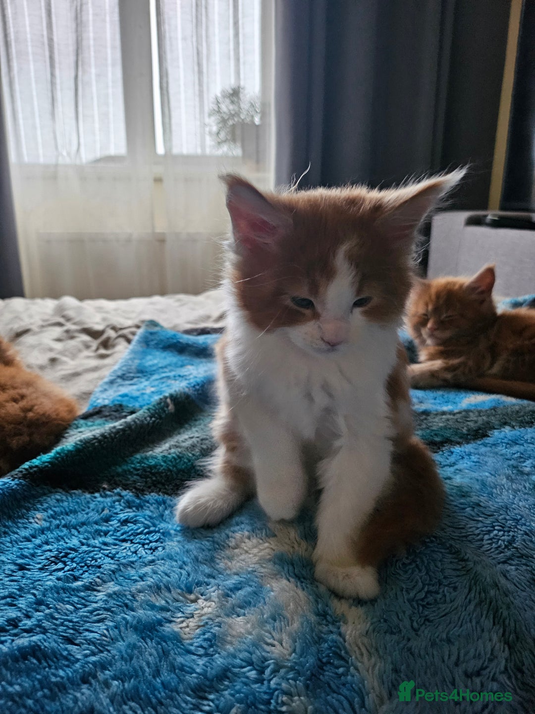 Maine Coon cats for sale: ARIODREAMMAINECOON  - Advert 5