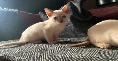 Siamese cats - Advert 5