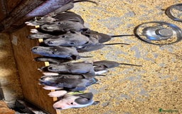 Staffordshire Bull Terrier dogs for sale:  ❤️ Beautiful Staffordshire puppies 🐶 - Advert 7