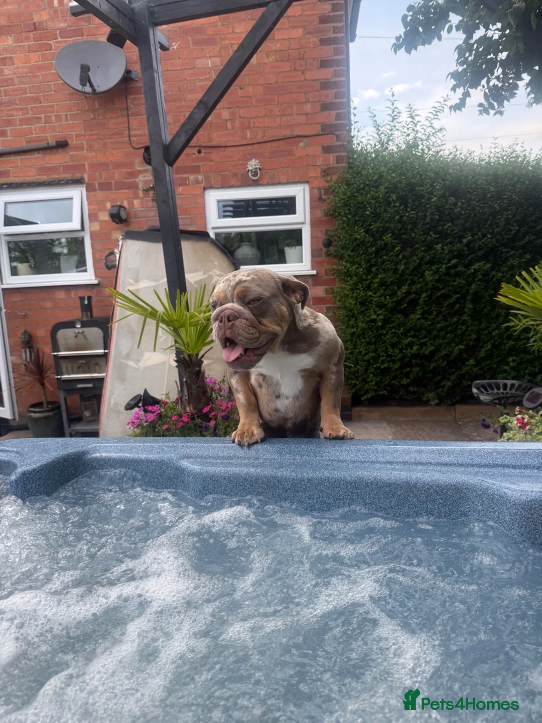 English Bulldog dogs for sale: ✨ KC Registered English Bulldog Girl – Remi Roo - Advert 12