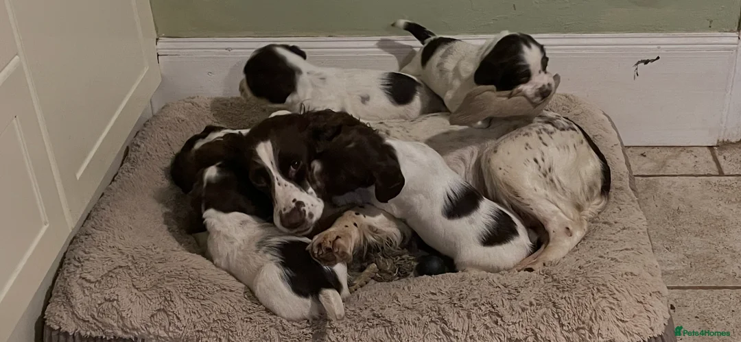English Springer Spaniel dogs for sale: Dog puppies  - Advert 1