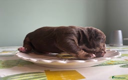 Mixed Breed dogs for sale: Bullpei puppies  - Image 17