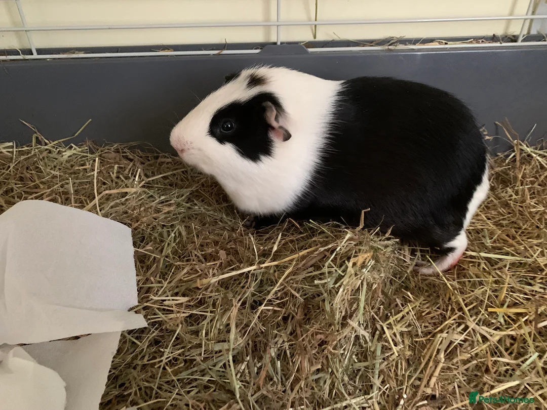 Guinea Pig rodents for sale: Guinea pigs  - Advert 2
