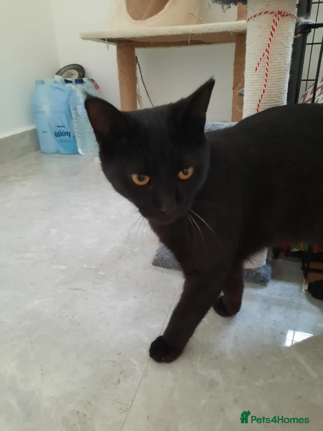 Arabian Mau cats for sale: Beautiful Bruno ❤️ - Advert 2