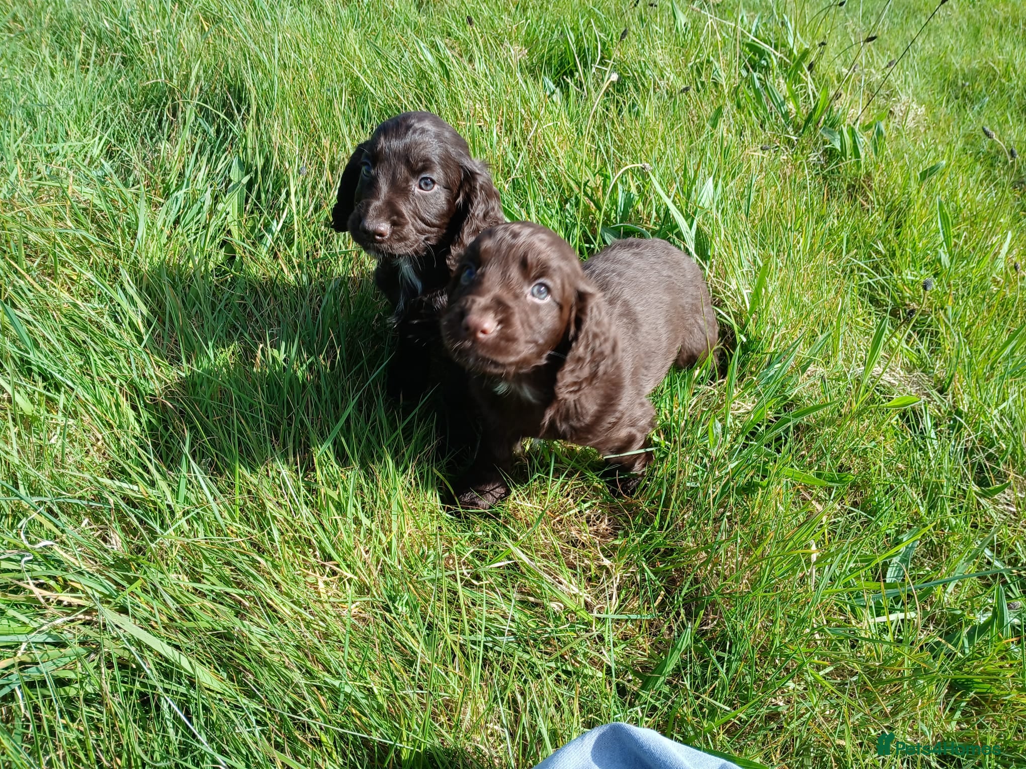 Cocker Spaniel dogs Working Cocker Spaniel Puppies  - Advert 2
