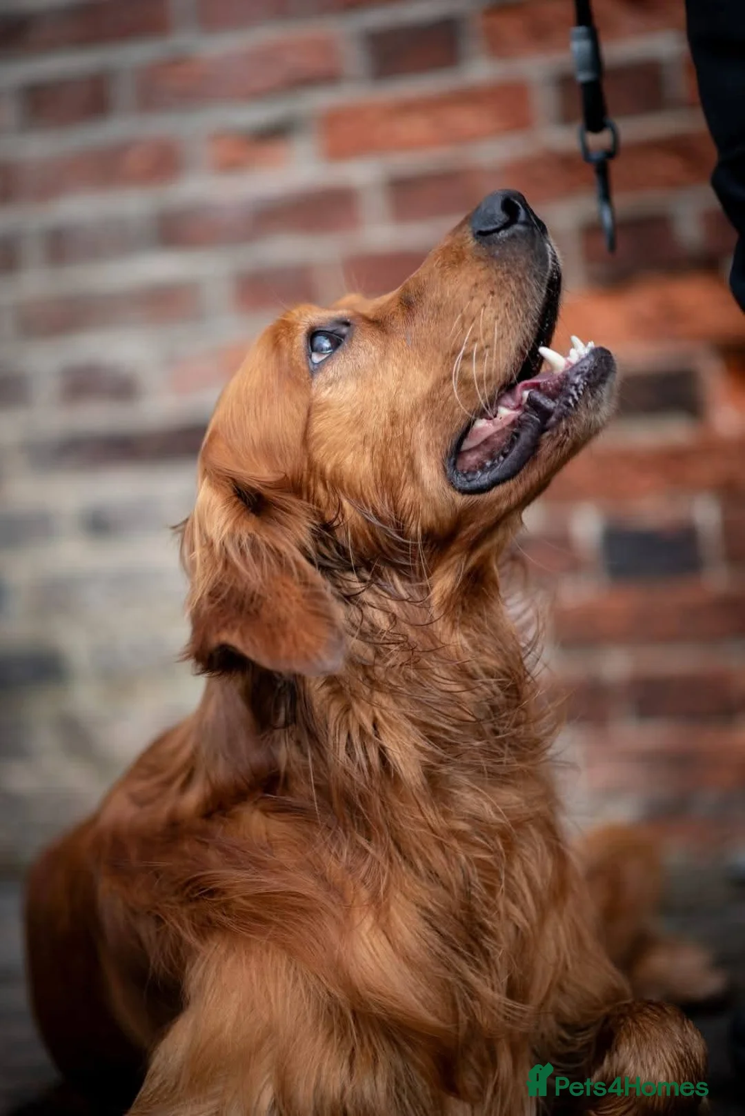 Mixed Breed dogs for sale: Golden Retriever x Irish Setter puppies!! SO CUTE! - Advert 3