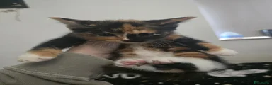 Mixed Breed 4