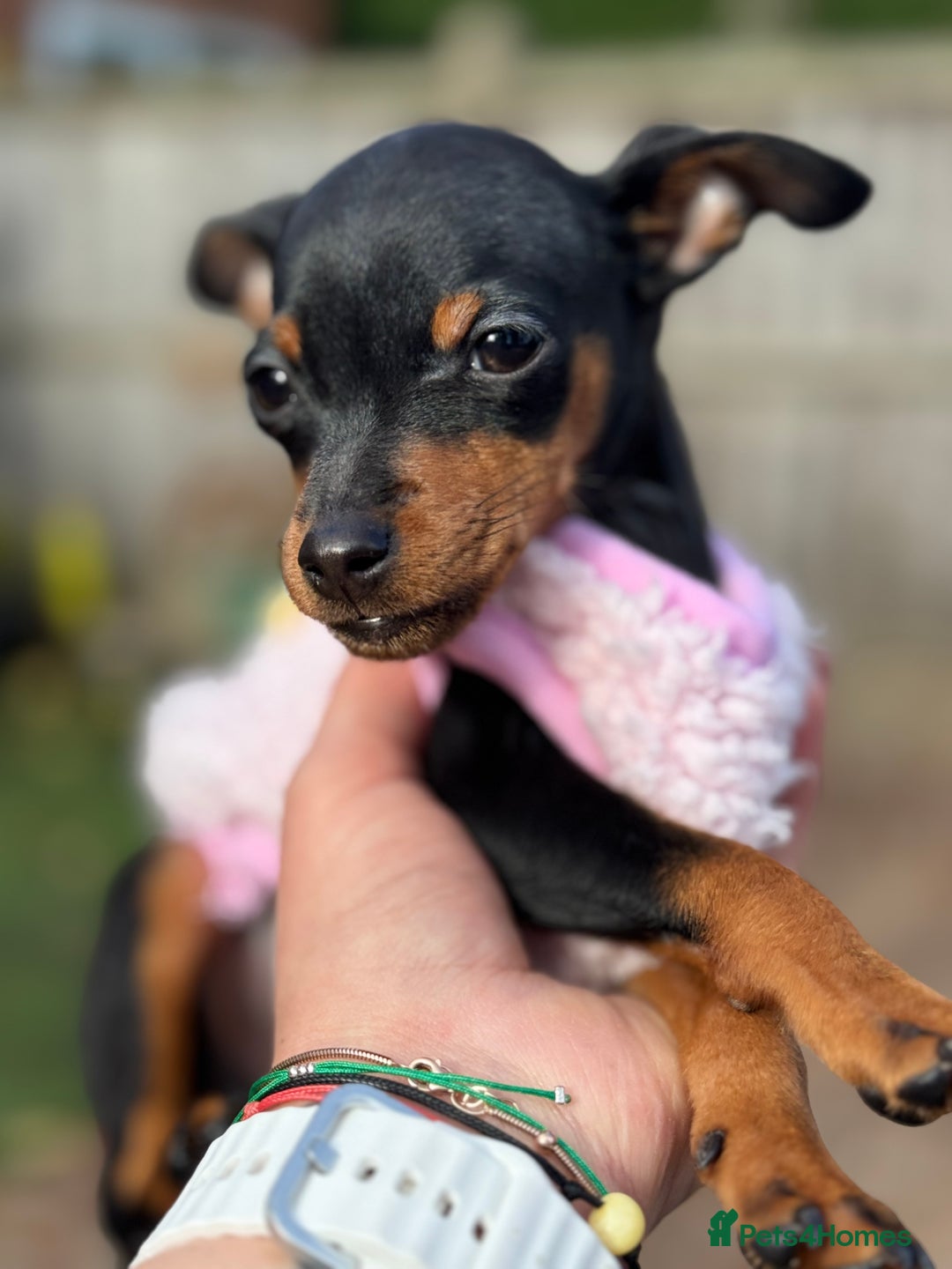 Miniature Pinscher dogs for sale: Not KC Reg Miniature Pincher Girl - Image 25