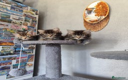 Mixed Breed cats for sale: Beautiful kittens ready for new home - Image 4