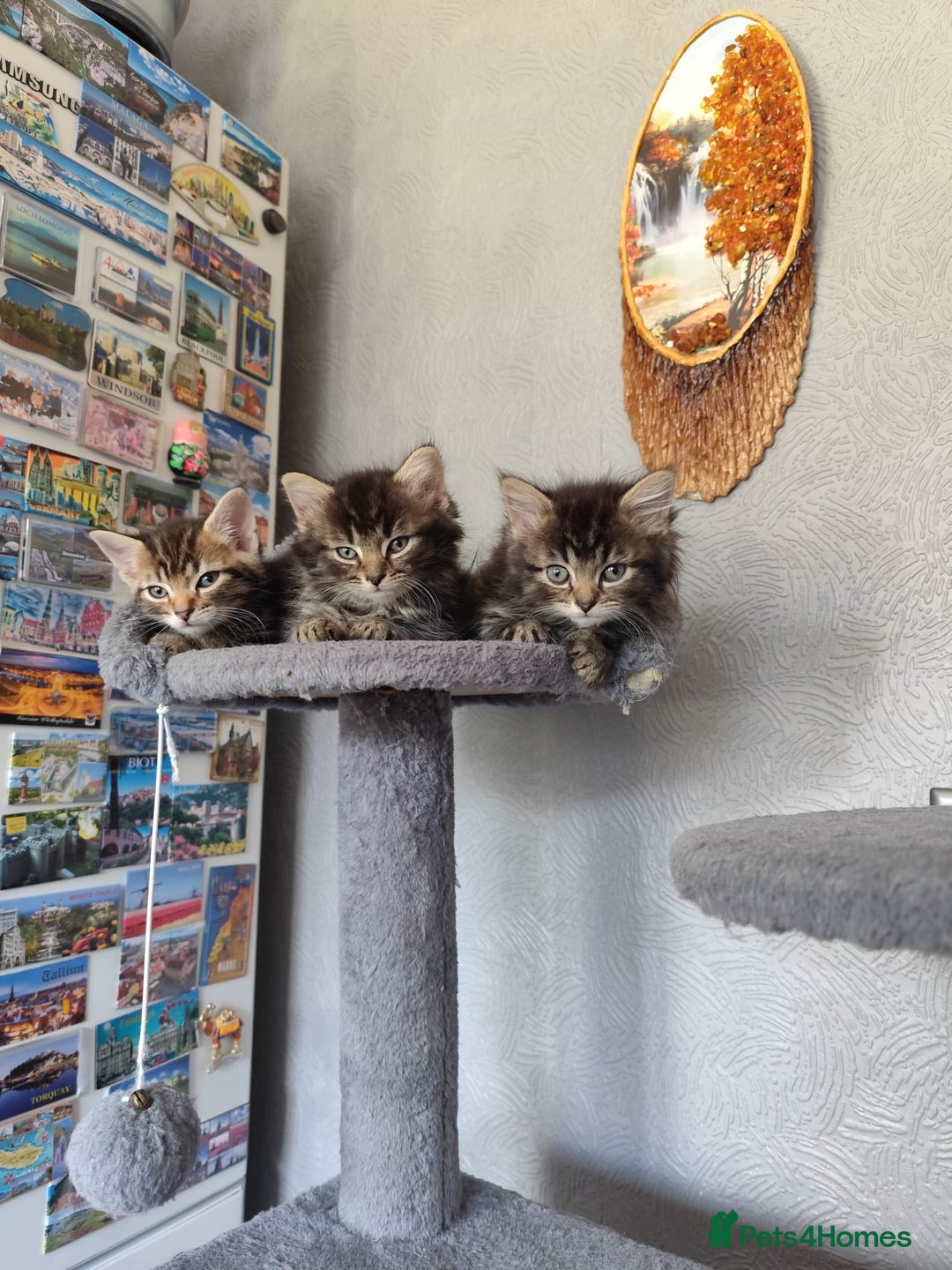 Mixed Breed cats for sale: Beautiful kittens ready for new home - Image 4