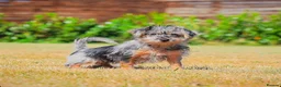 Mixed Breed dogs for sale: READY NOW PATTERPOO BABIES  - Advert 4