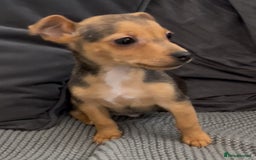 Jack Russell dogs for sale: ❤️Beautiful Jackrussels❤️ - Image 17