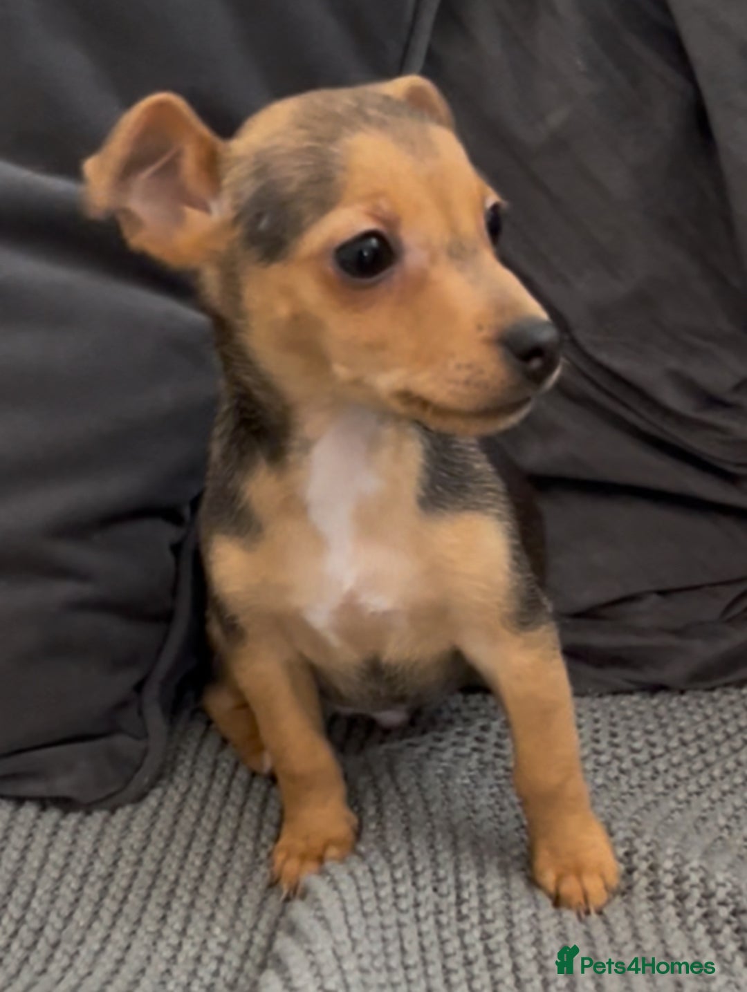 Jack Russell dogs for sale: ❤️Beautiful Jackrussels❤️ - Image 17