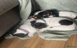 Jack Russell dogs for sale: Jack russell puppies - Image 19