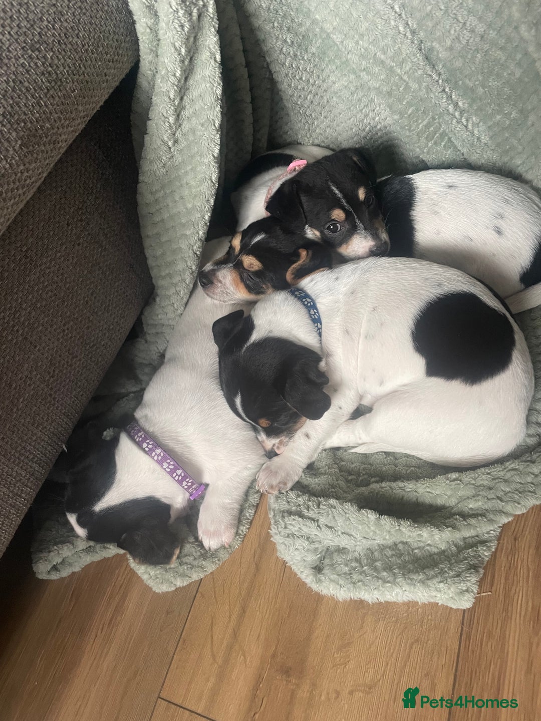 Jack Russell dogs for sale: Jack russell puppies - Image 19
