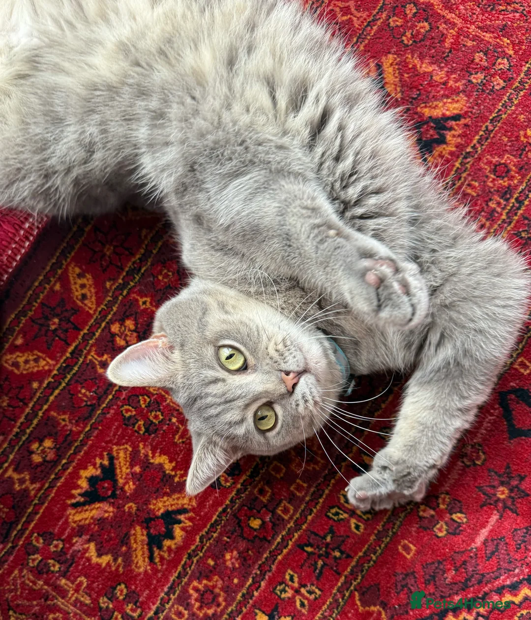British Shorthair cats for sale: Grey british short hair Boy in Leicester - Advert 1