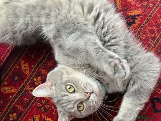 British Shorthair cats Grey british short hair Boy - Advert 14