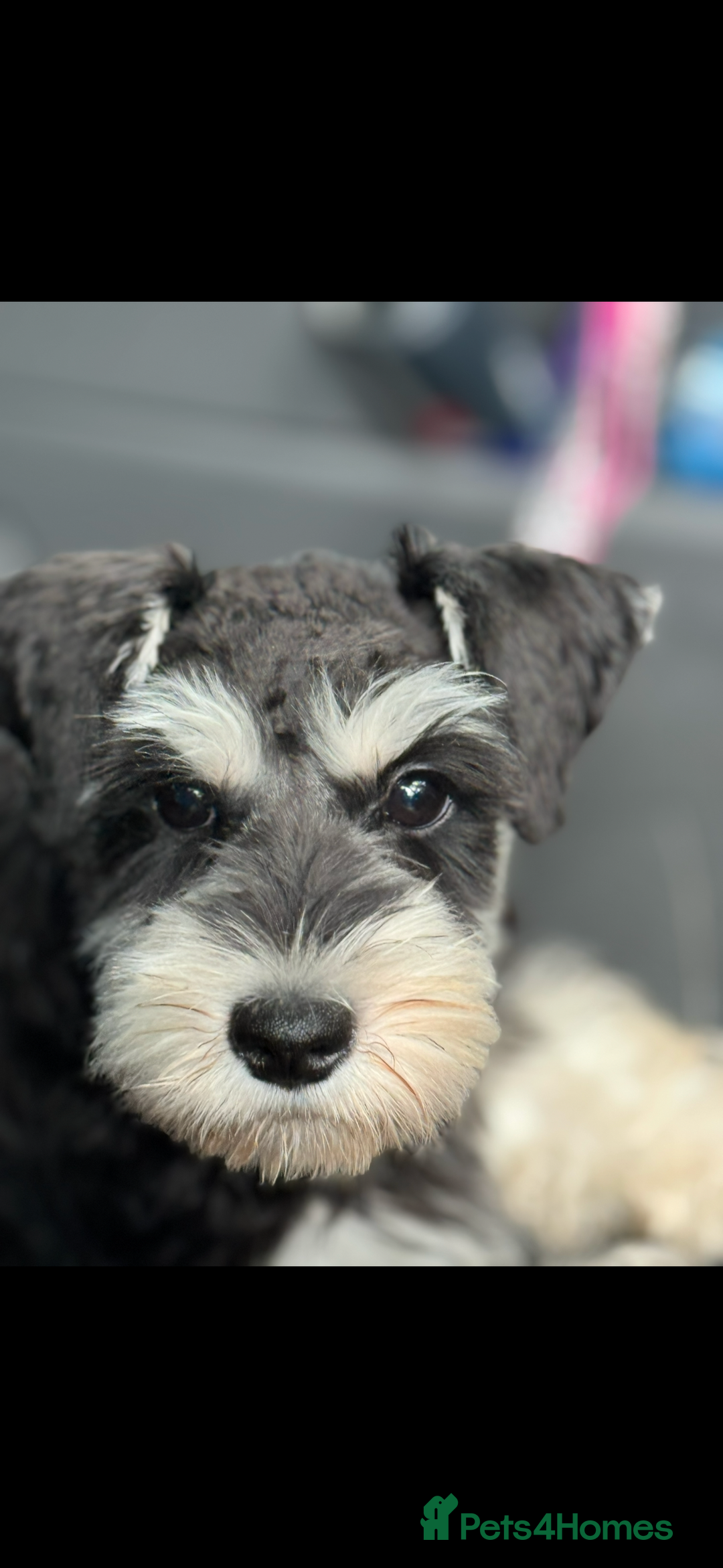 Miniature Schnauzer dogs for sale: Absolutely stunning girl 18months old  - Advert 2