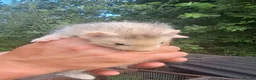 Ferret rodents for sale: Silver and Sable Ferrets for Sale Ready Now in Devizes - Advert 8