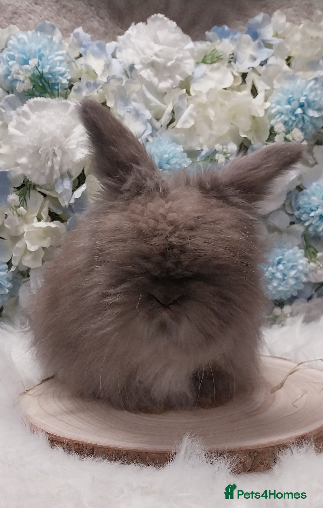 Angora rabbits Last boy ready now  - Advert 3