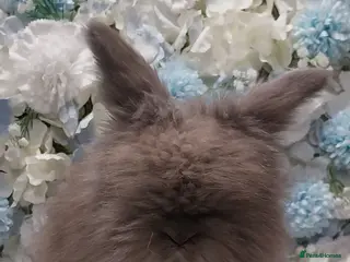 Angora rabbits Last boy ready now - Advert 3