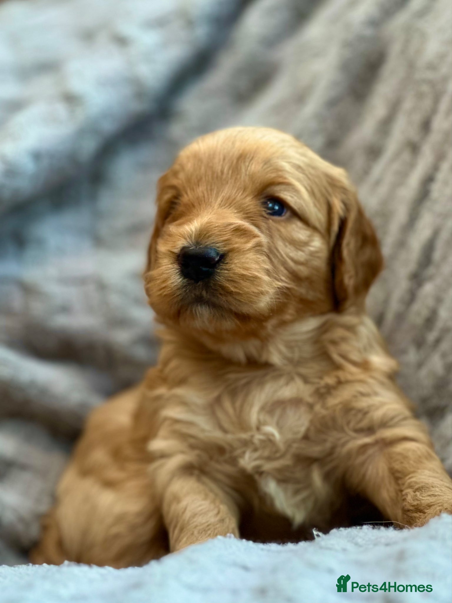 Cockapoo dogs Beautiful F1 Cockapoo, Champagne & Apricot  - Advert 2