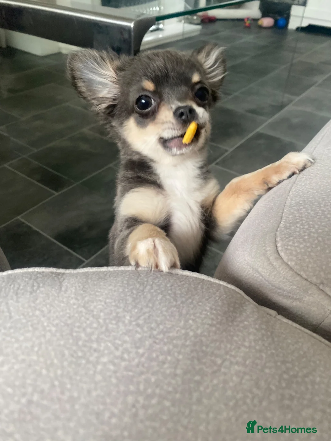 Chihuahua dogs for sale: Flora the gorgeous lilac and tan chihuahua  - Advert 1