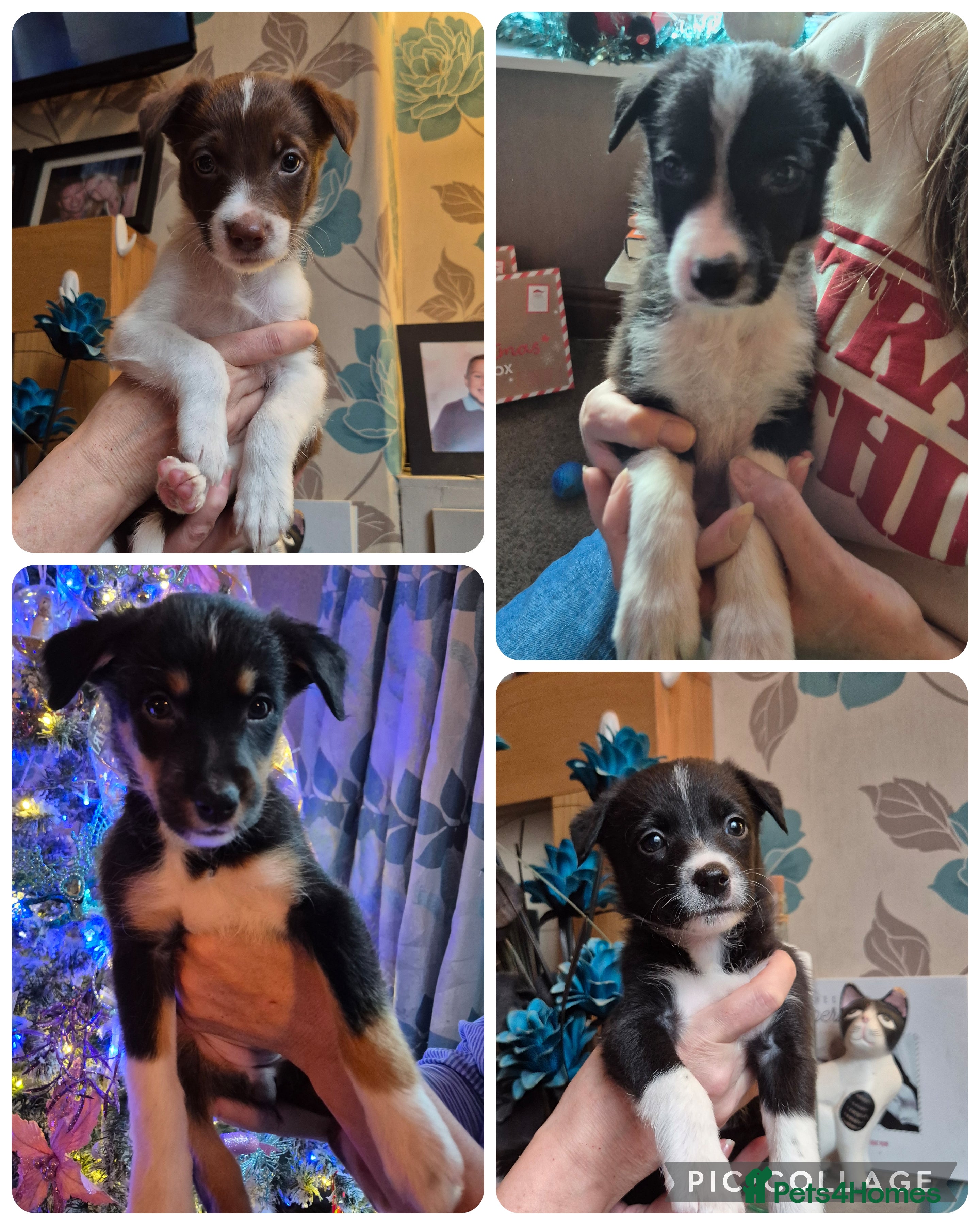 Border Collie dogs Border collie puppies ready 16th december - Advert 3