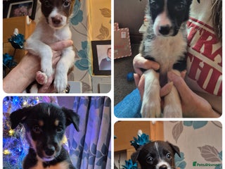 Border Collie dogs Border collie puppies ready 16th december - Advert 4