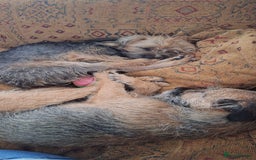 Border Terrier dogs for sale: Grizzle Border terrier pups slem tested parents  - Image 9
